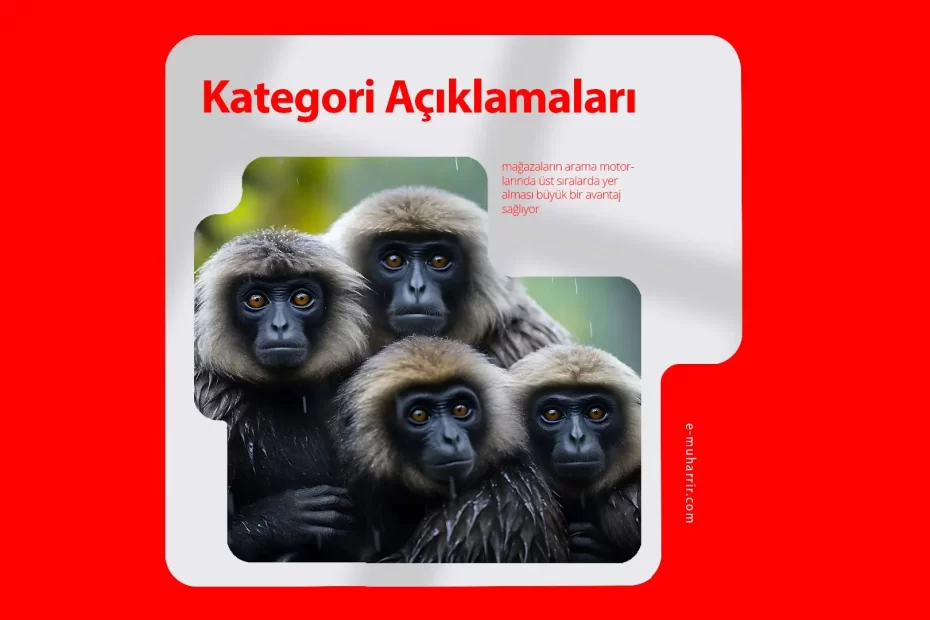 Kategori Açıklamaları ile SEO’da Öne Çıkın